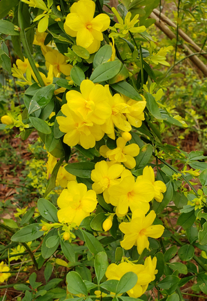 Sunglo Golden Primrose Jasmine, Chinese Jasmine, Jasminum mesnyi 'Sunglo', J. primulinum 'Sunglo'